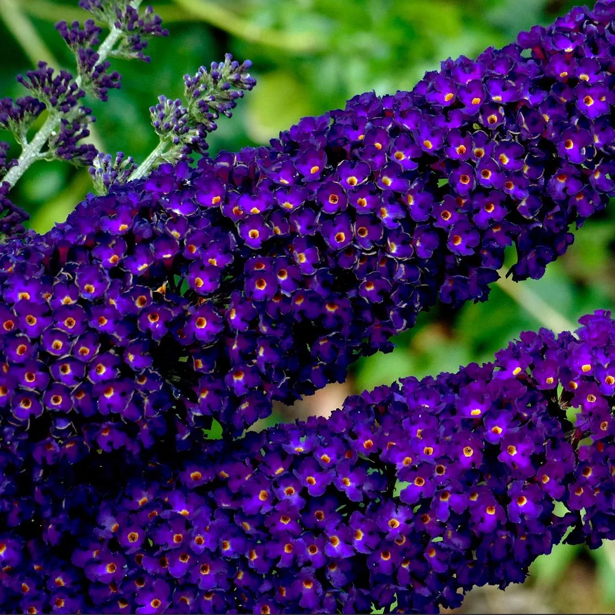 Buddleja davidii