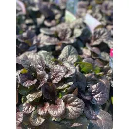 Bugleweed Black Scallop