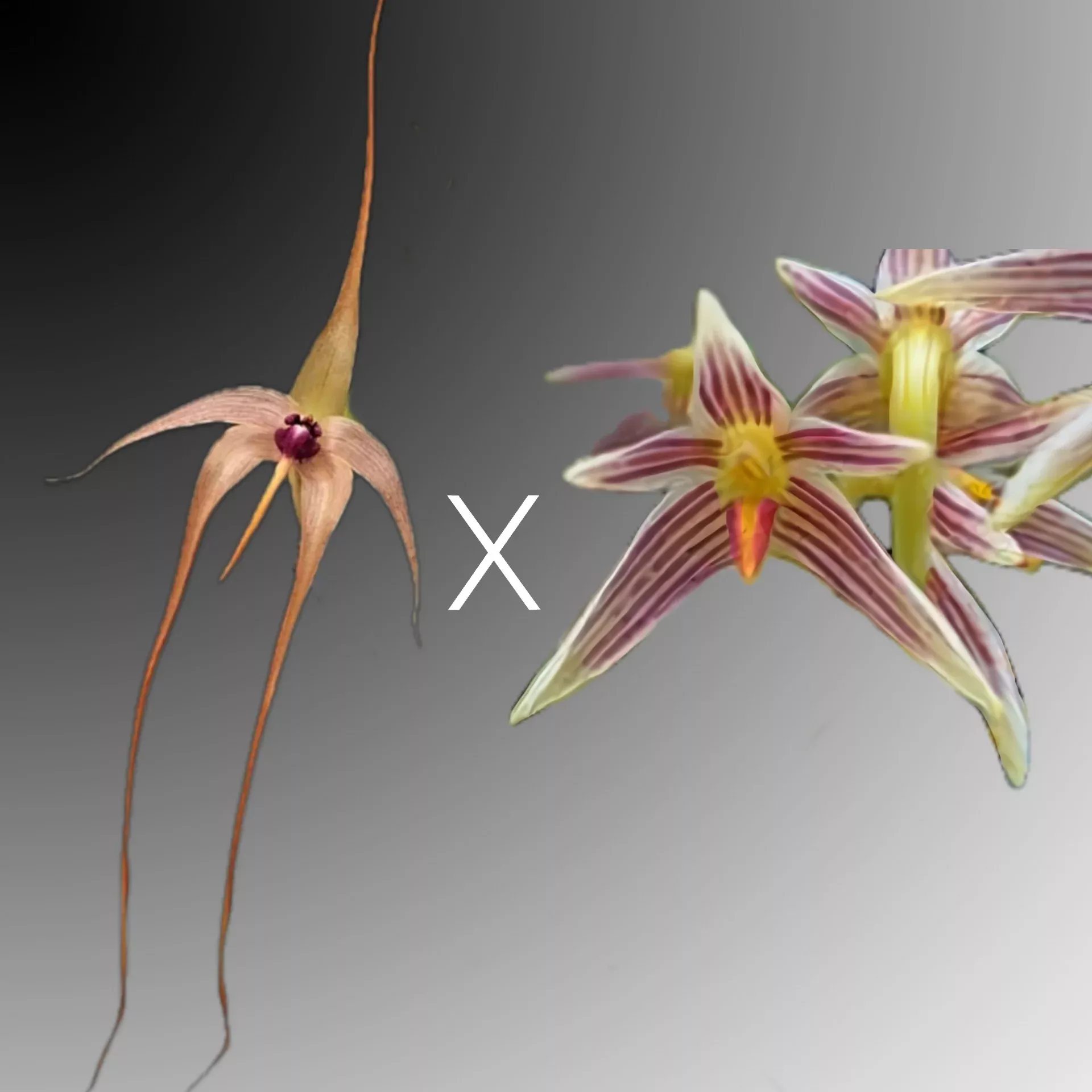 Bulbophyllum (affine x echinolabium)