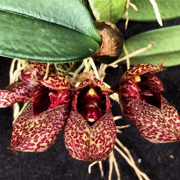 Bulbophyllum frostii