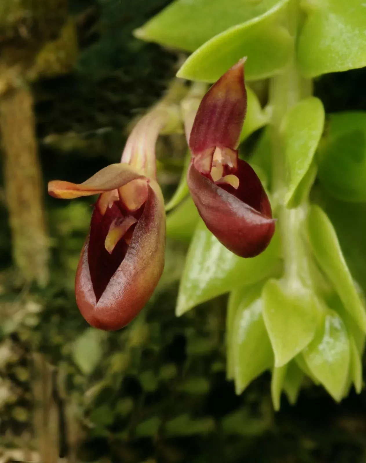 Bulbophyllum membranaceum