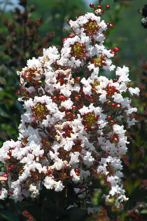 Burgundy Cotton Crape Myrtle - 3 Gallon Pot