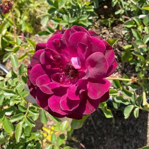 Burgundy Iceberg Rose – 5 Gallon
