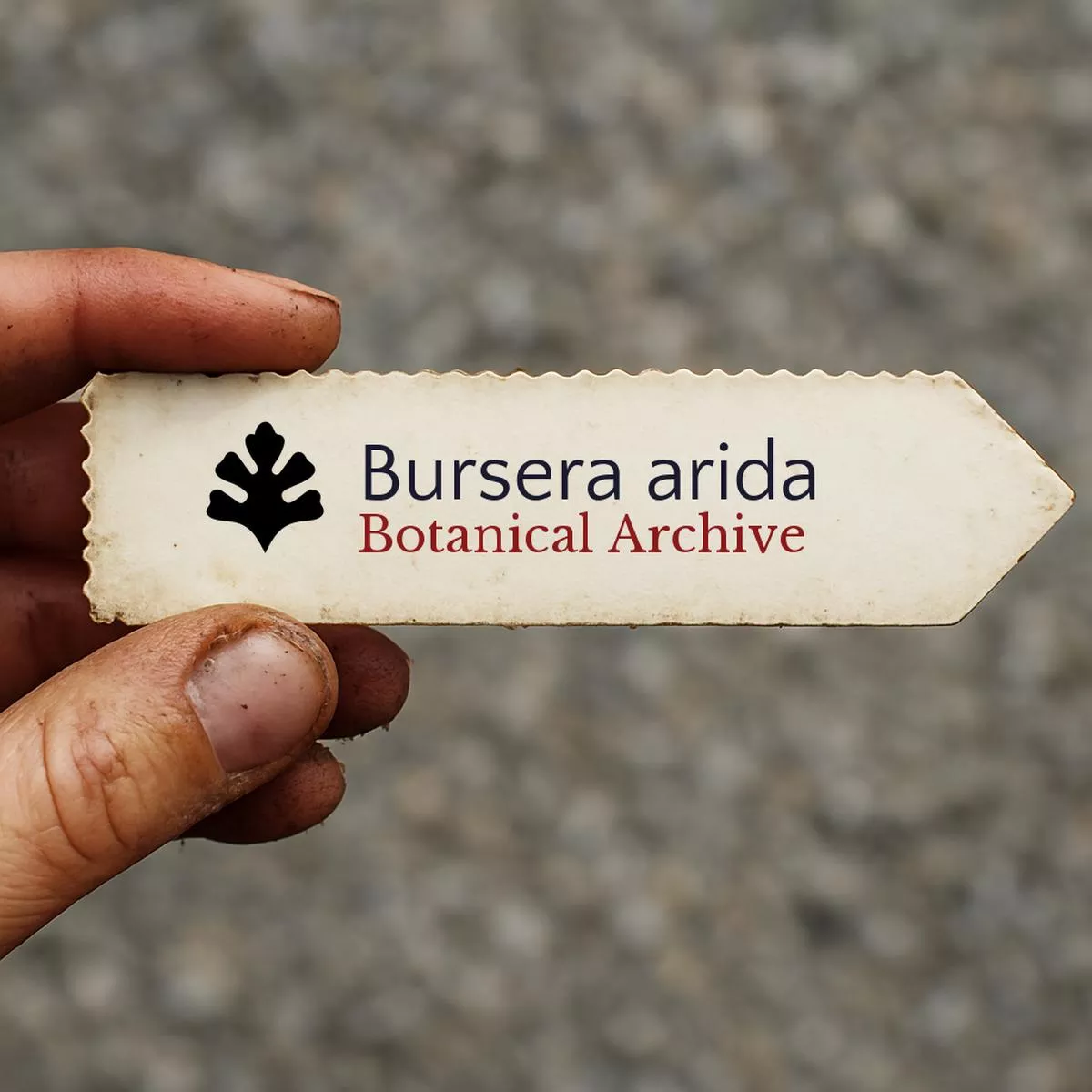 Bursera arida SEEDS