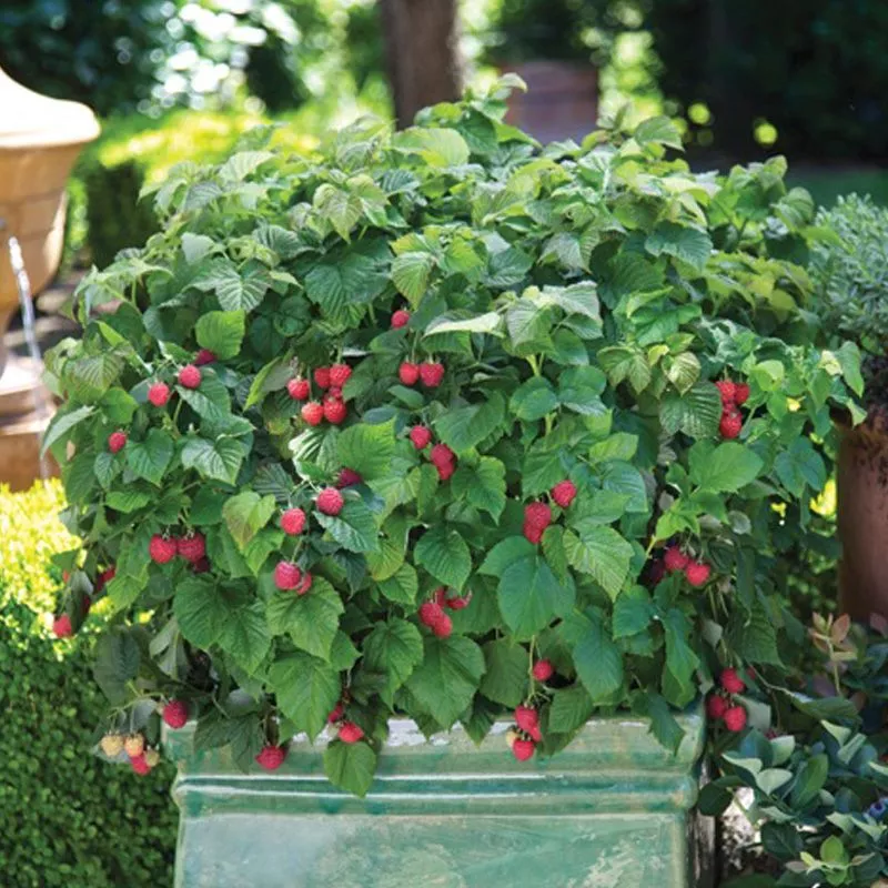 Bushel and Berry Raspberry Shortcake Plant