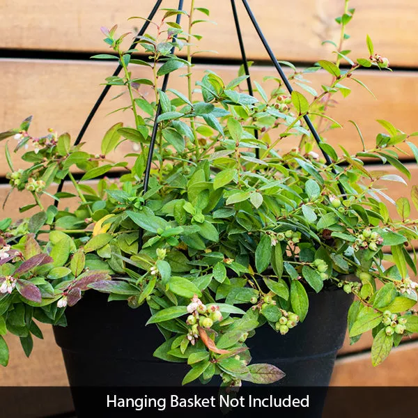 Bushel & Berry Sapphire Cascade Blueberry – #1 Container