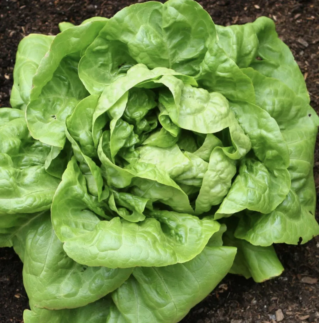 Buttercrunch Lettuce Seeds