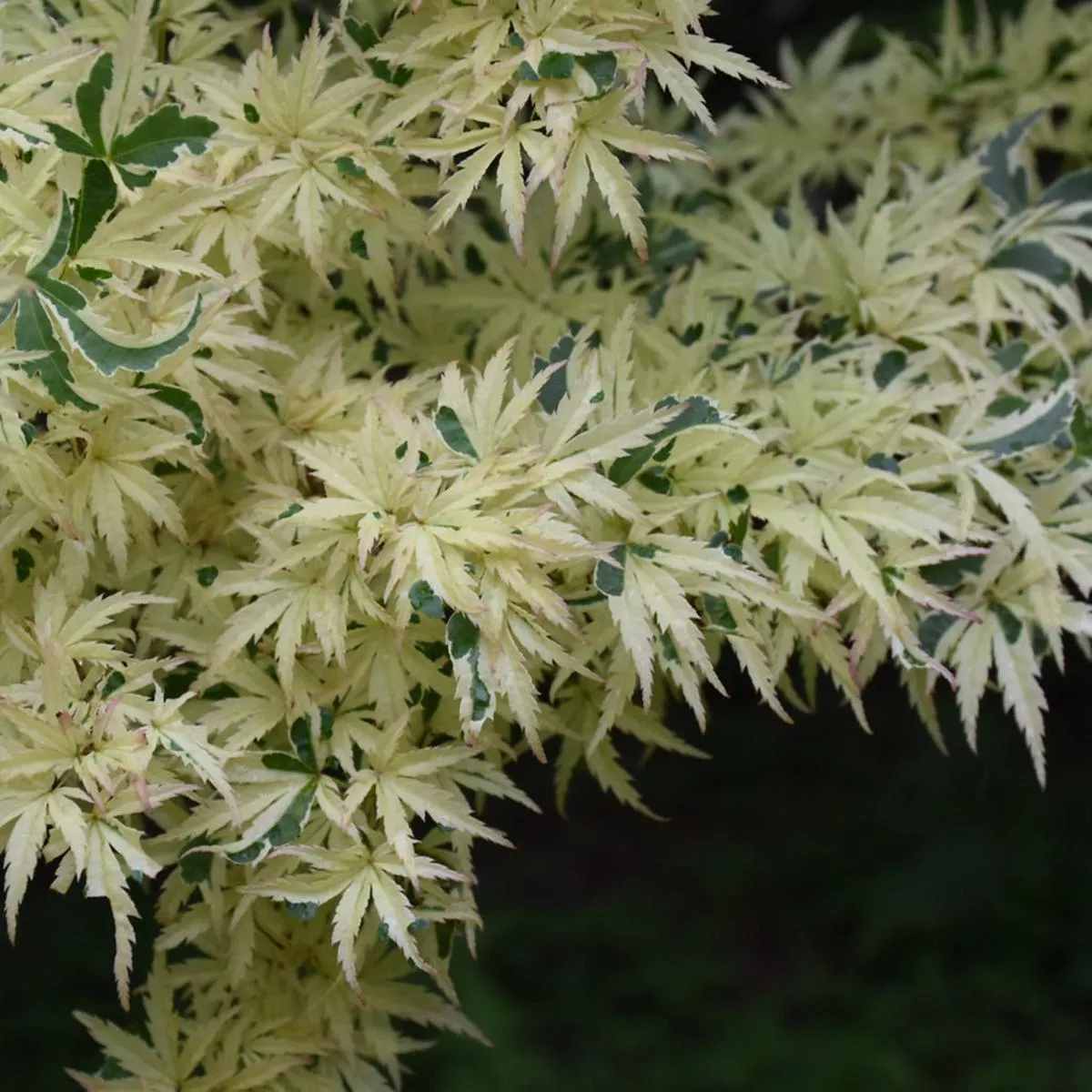 Butterfly Japanese Maple 125Cm B&B
