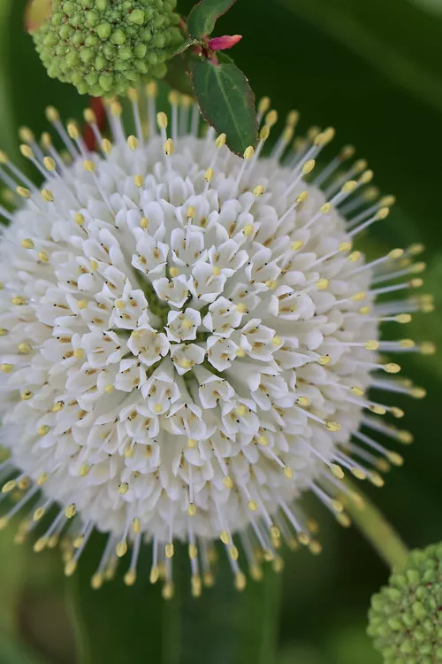 Buttonbush (Cephalanthus occidentalis) - 3 Gallon Pot