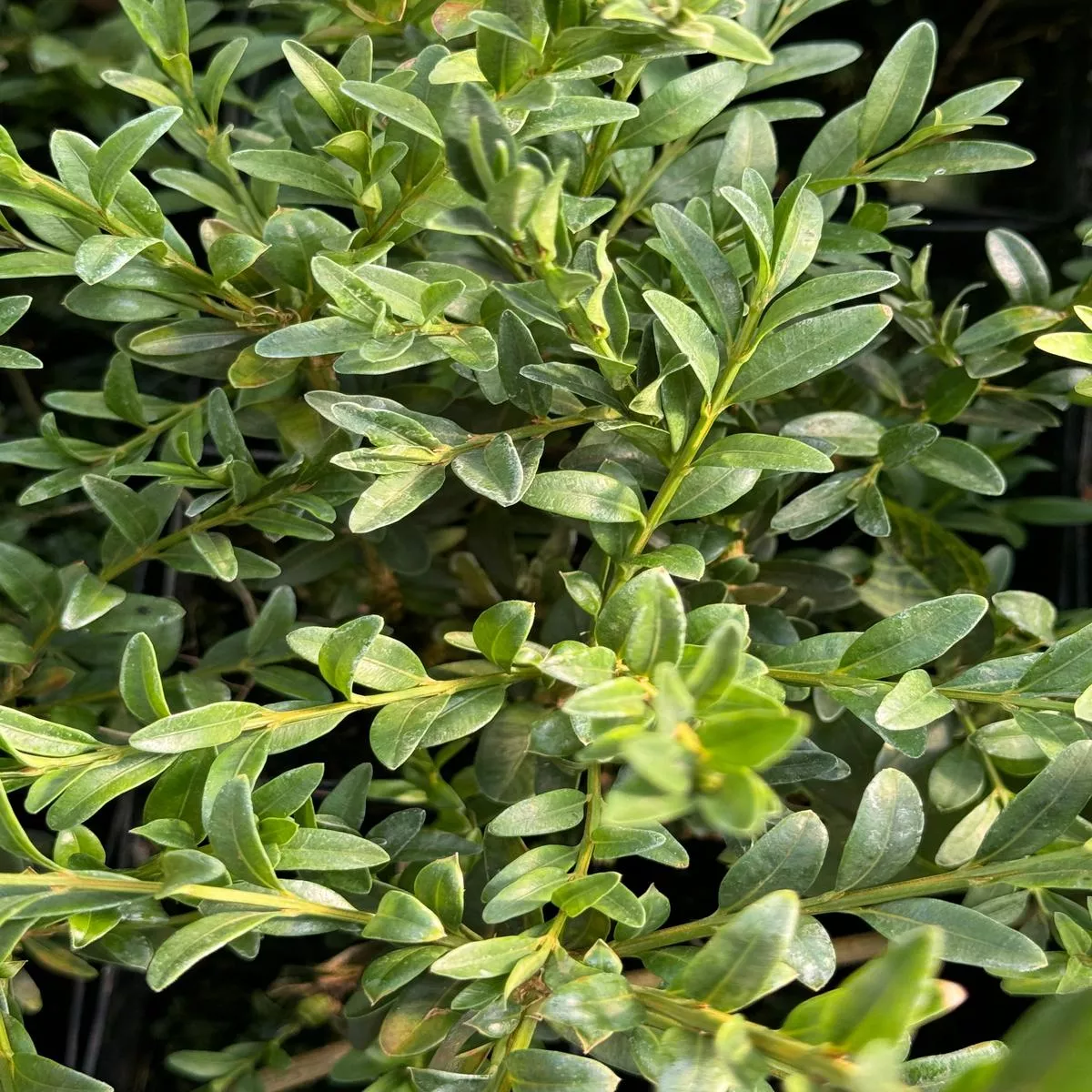 Buxus sempervirens’Rosmarinifolia ’