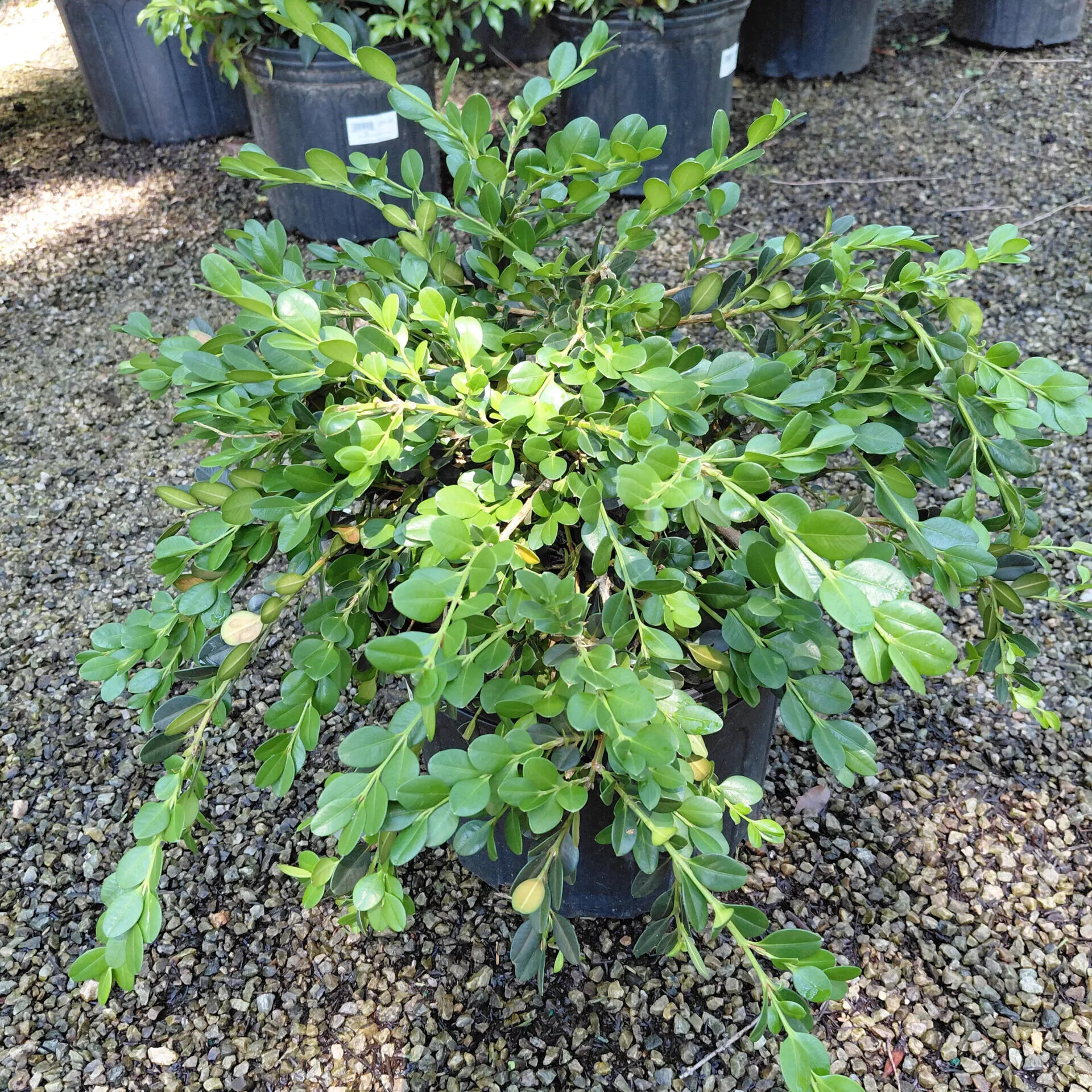 Buxus sempervirens ‘Unraveled’