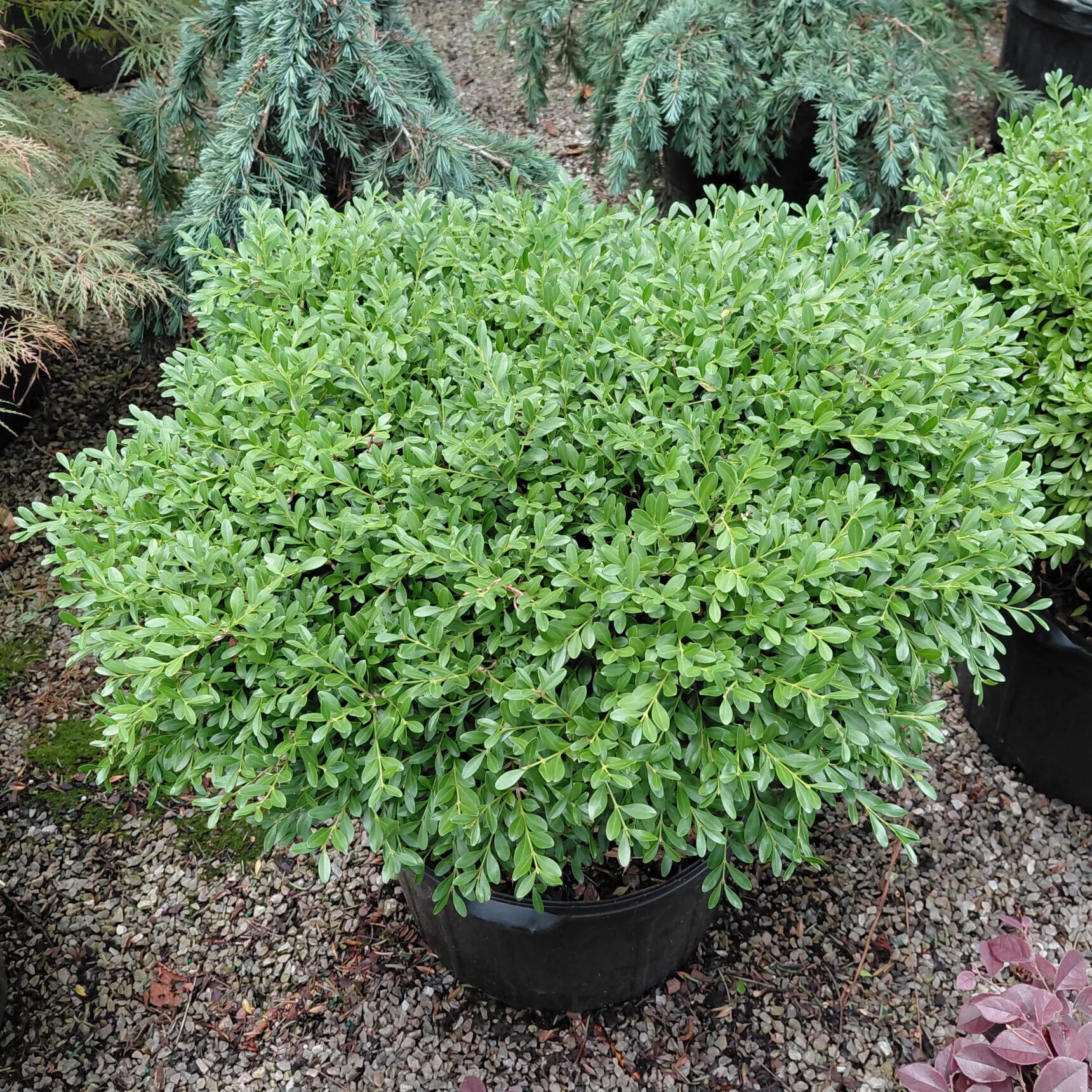 Buxus sinica var. insularis ‘Franklin’s Gem’