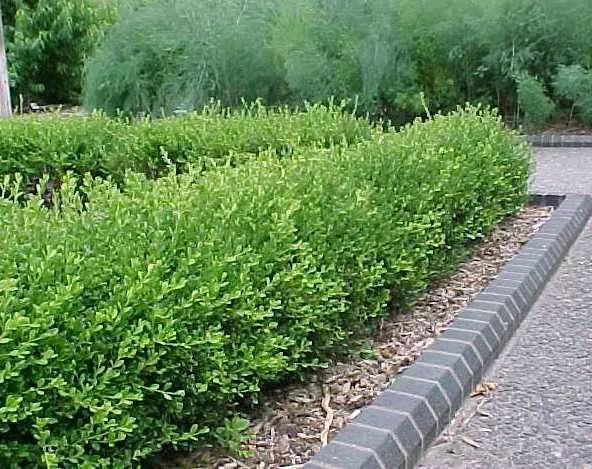 Buxus sinica var. insularis ‘Wintergreen’