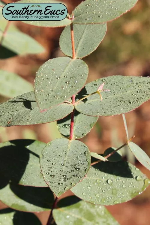 Cab Sav Cold Hardy Eucalyptus Tree (Eucalyptus rubida) - Quart Pot