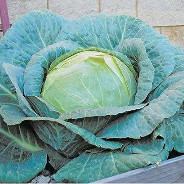 Cabbage O.S. Cross (100 Days)