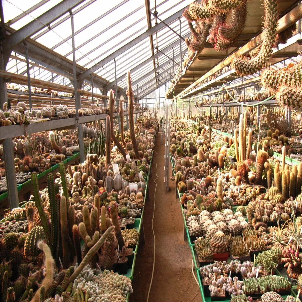 Cactus Mix SEEDS