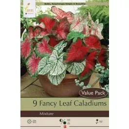Caladium Fancy Leaf 9pk