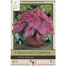 Caladium Fannie Munson 3PK
