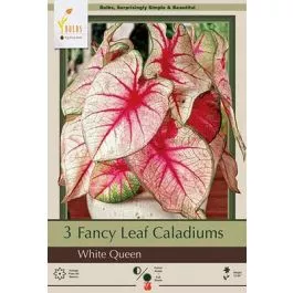 Caladium White Queen 3PK