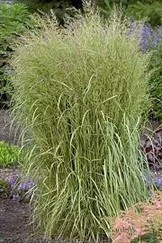 Calamagrostis a. 'Eldorado' PP16486 (20)ct Flat