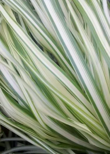 Calamagrostis 'Lightning Strike' - One Quart Pot