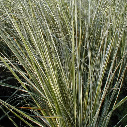 Calamagrostis x acutiflora ‘Overdam’