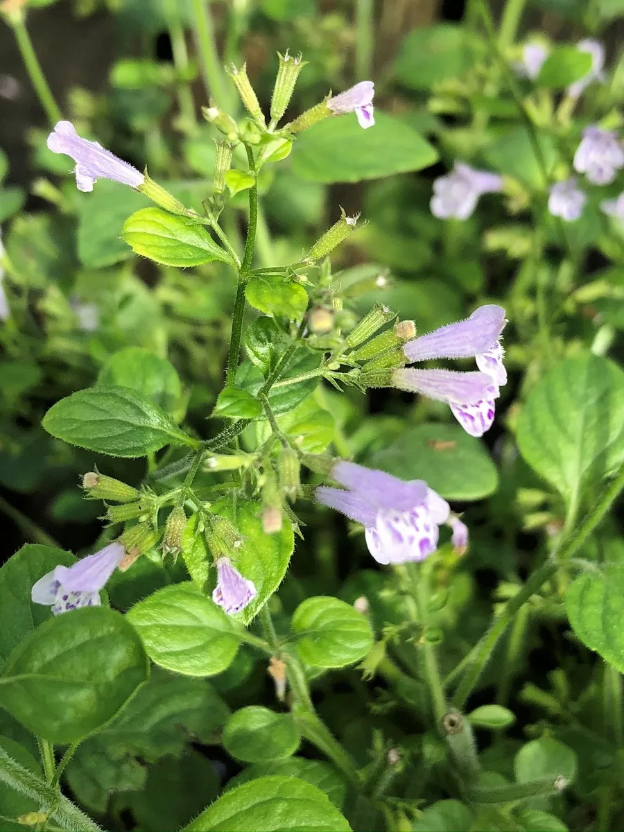 Calamintha Calamint"Blue Cloud"