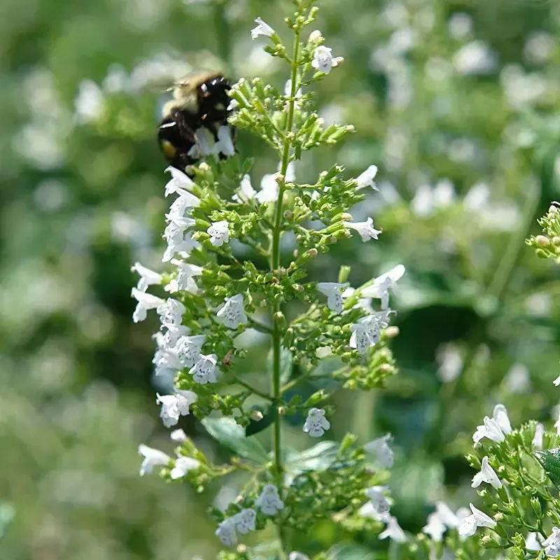 Calamintha Calamint"White Cloud"