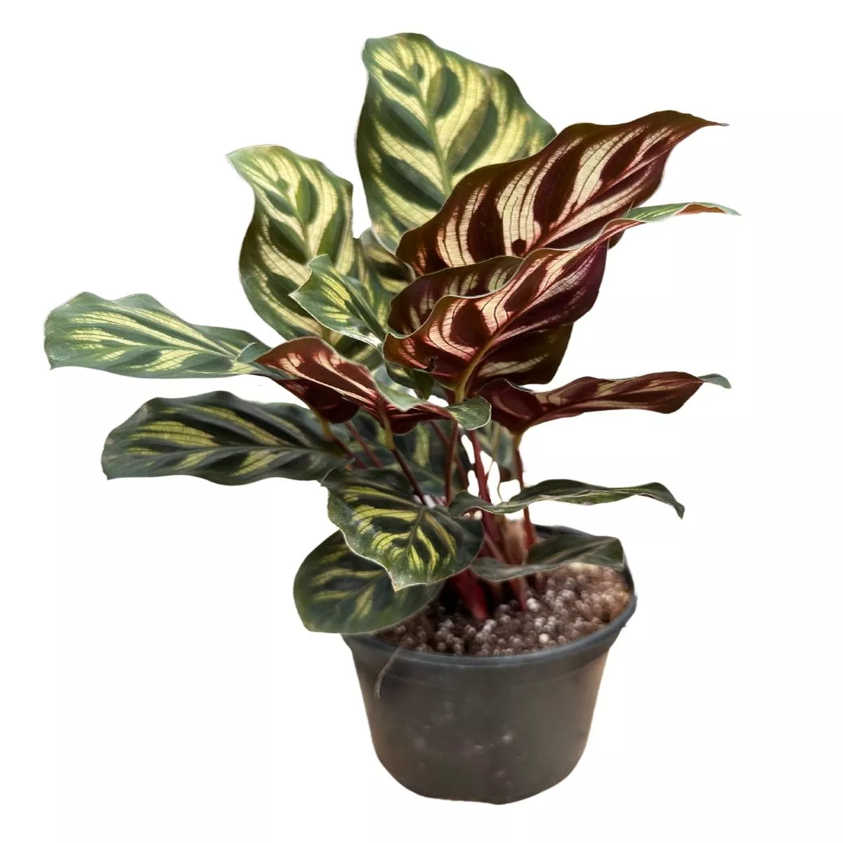 Calathea Makoyanna Peacock 4 ”