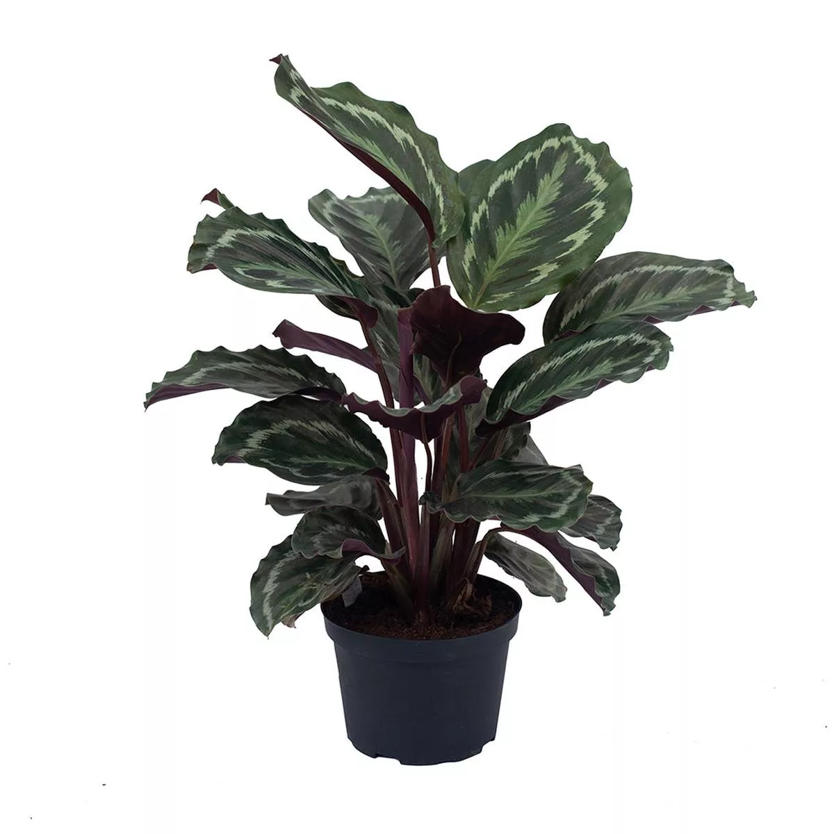 Calathea/Prayer Plant Medallion 6 ”