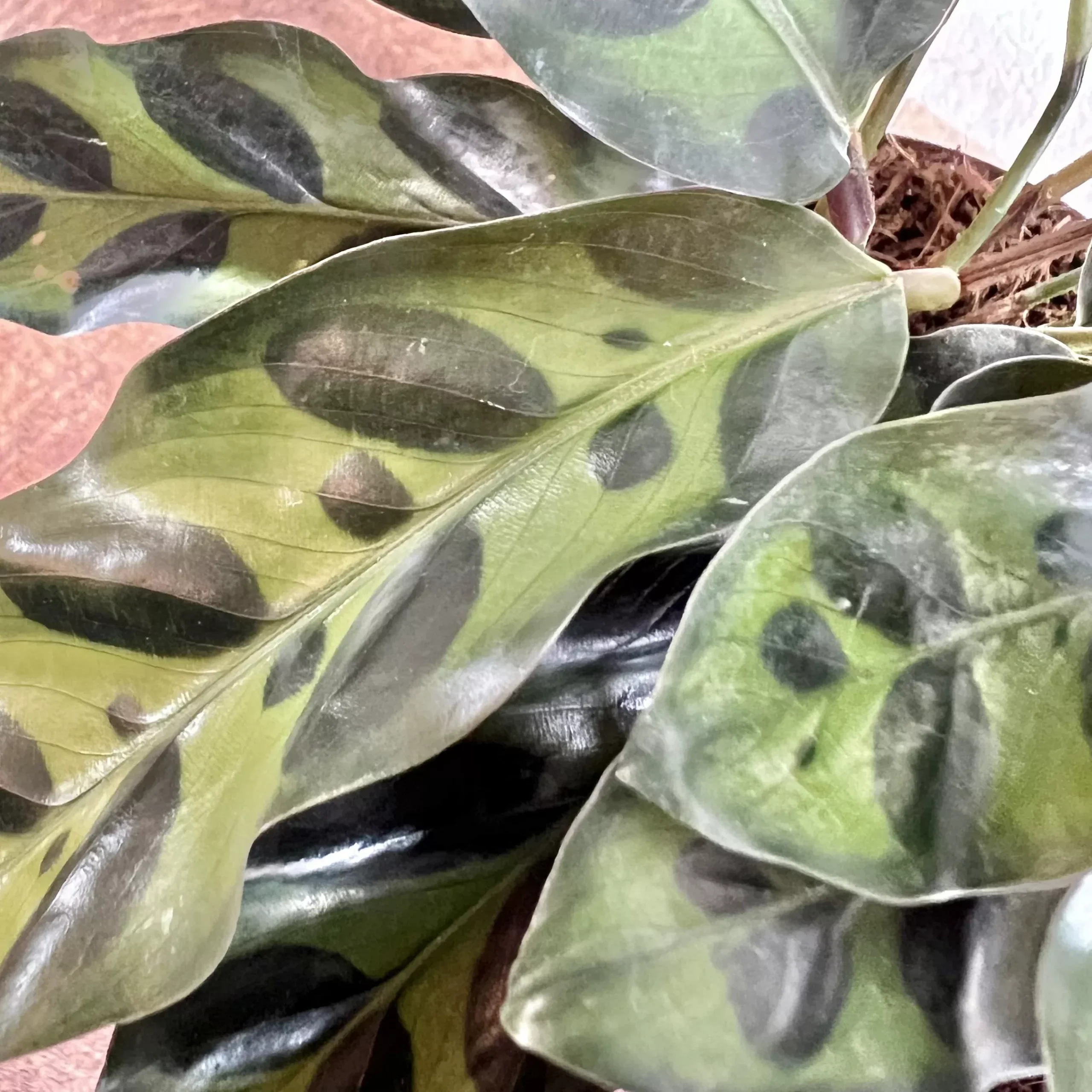 Calathea - Rattlesnake