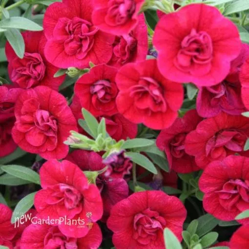 Calibrachoa 'Double Ruby' Superbells - 4.5" Pot