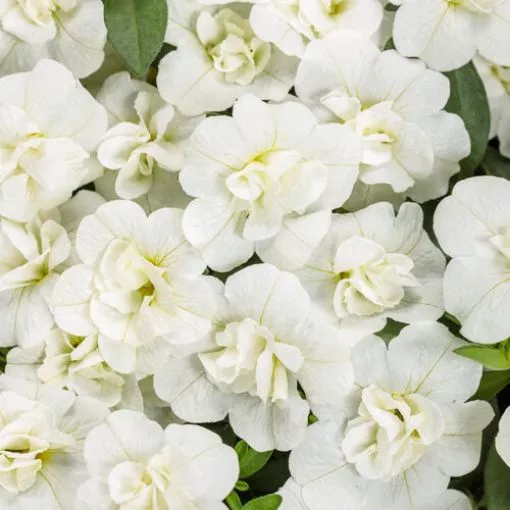 Calibrachoa 'Double White' Superbells - 4.5" Pot