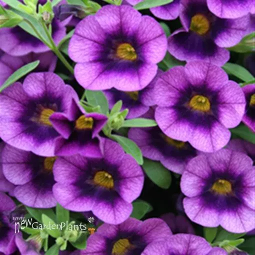 Calibrachoa 'Grape Punch' Superbells - 4.5" Pot