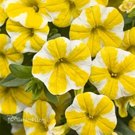 Calibrachoa 'Lemon Slice' Superbells - 4.5" Pot