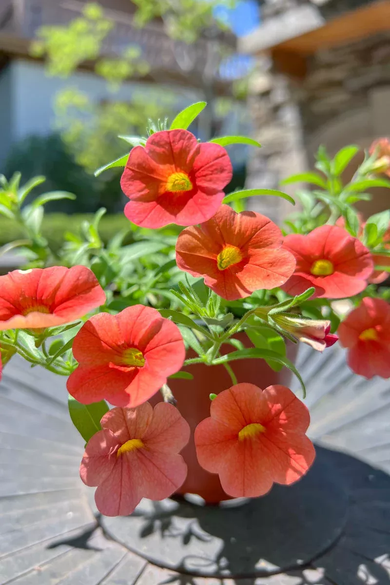 Calibrachoa, Orange