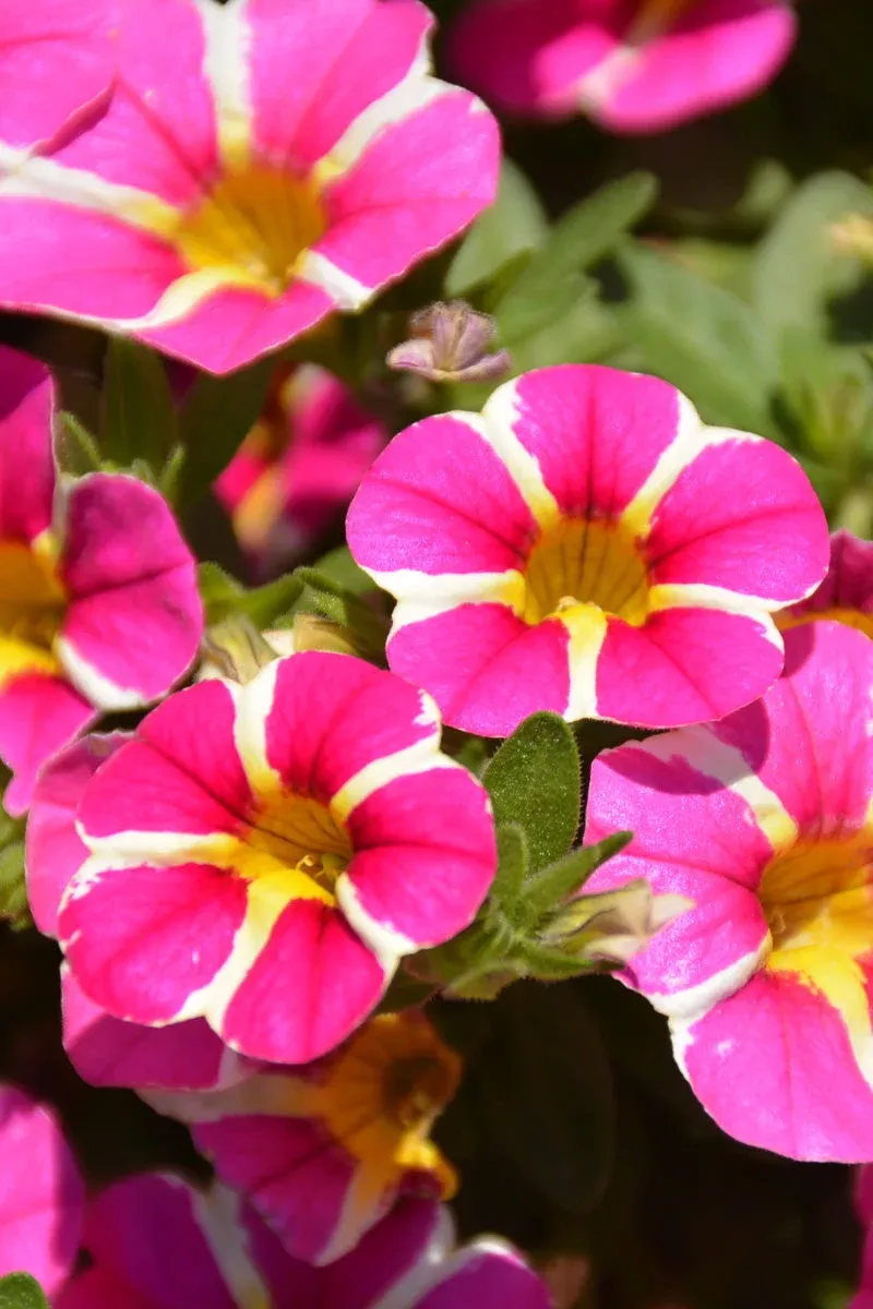 Calibrachoa Rising Star