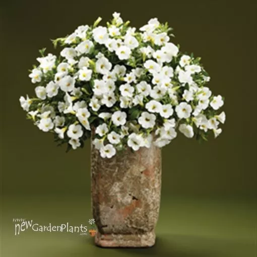 Calibrachoa 'White' Superbells - 4.5" Pot