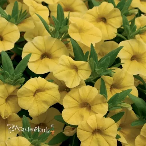 Calibrachoa 'Yellow' Superbells - 4.5" Pot