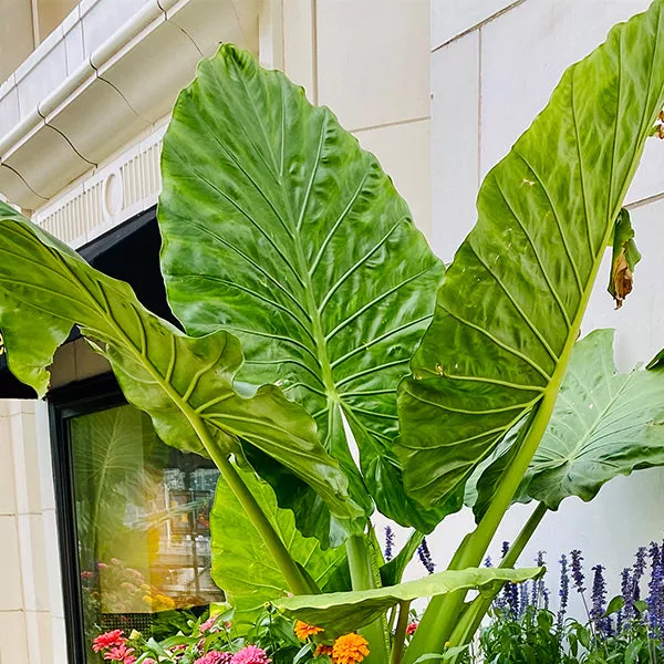 Calidora Upright Elephant Ear – #1 Container