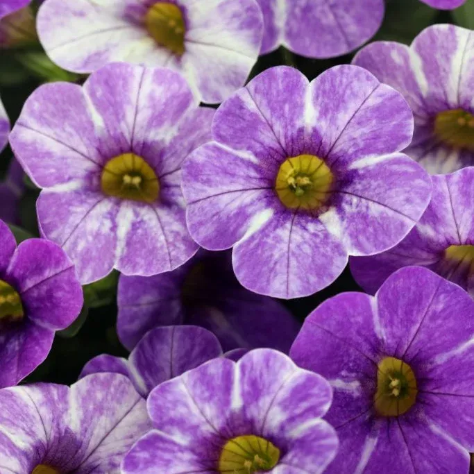 Caliloco Skywalker Calibrachoa (Million Bells)