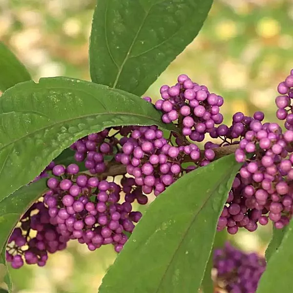 Callicarpa Bubble Up™