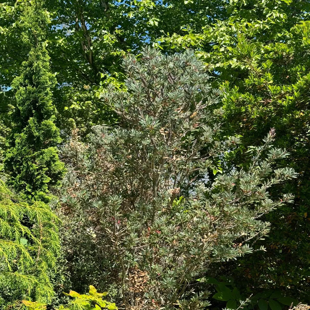Callistemon pallidus’Best Blue ’