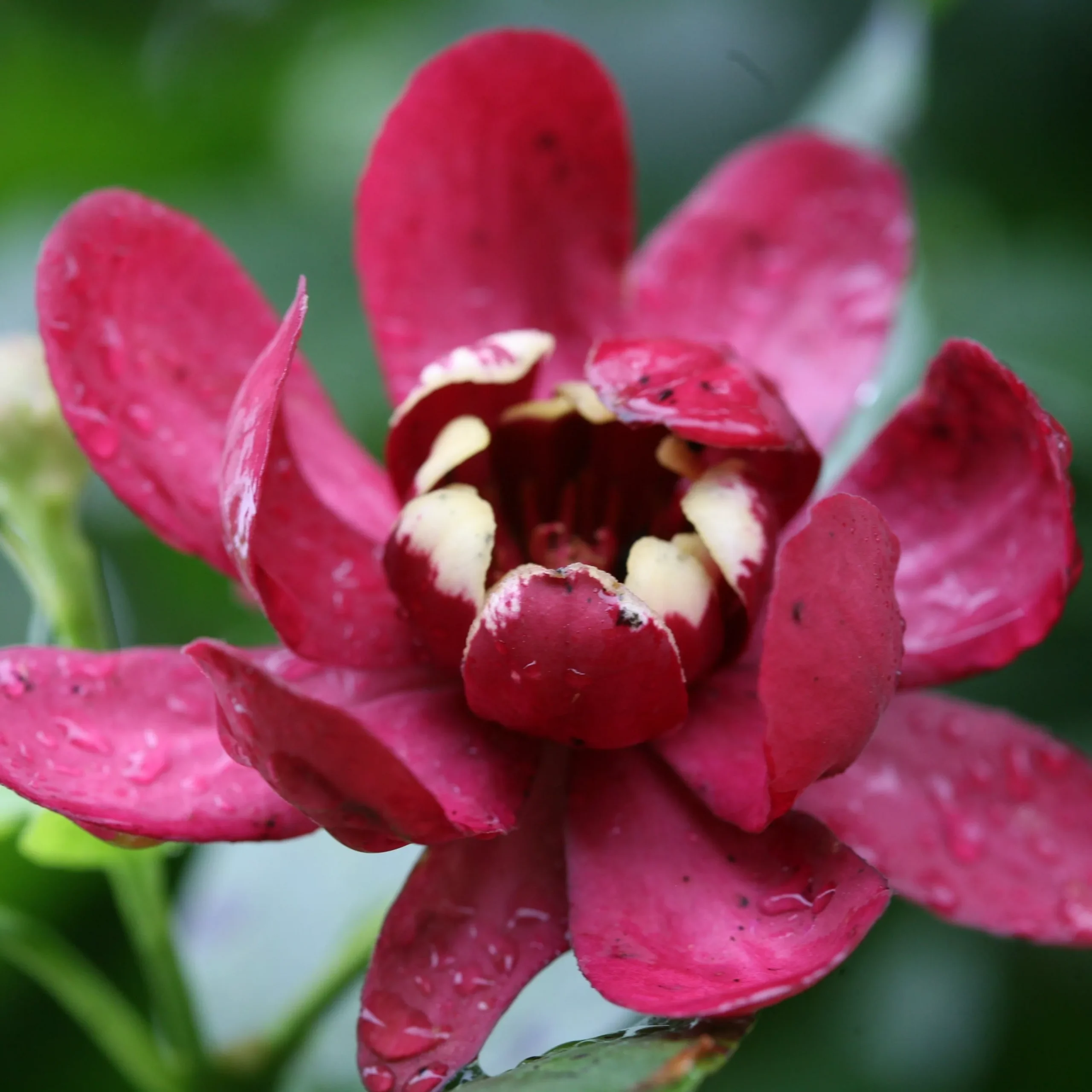 Calycanthus Aphrodite Sweetshrub – 3 Gallon / Single
