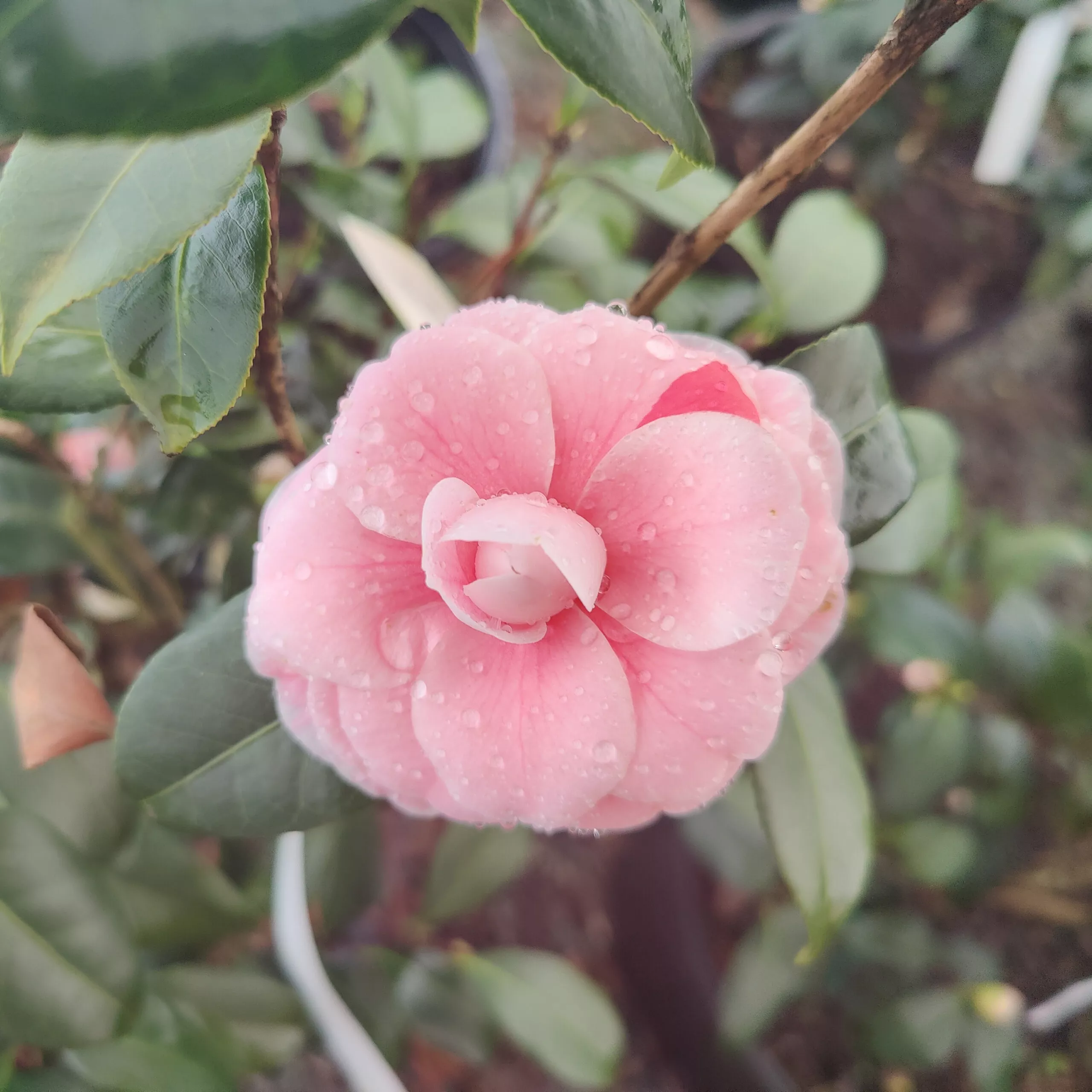 Camellia japonica ‘LA Peppermint’