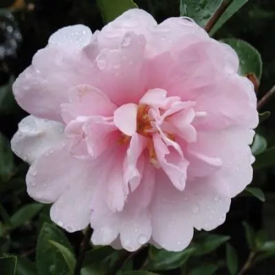 Camellia sasanqua ‘Cotton Candy’