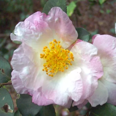 Camellia sasanqua ‘Daydream’