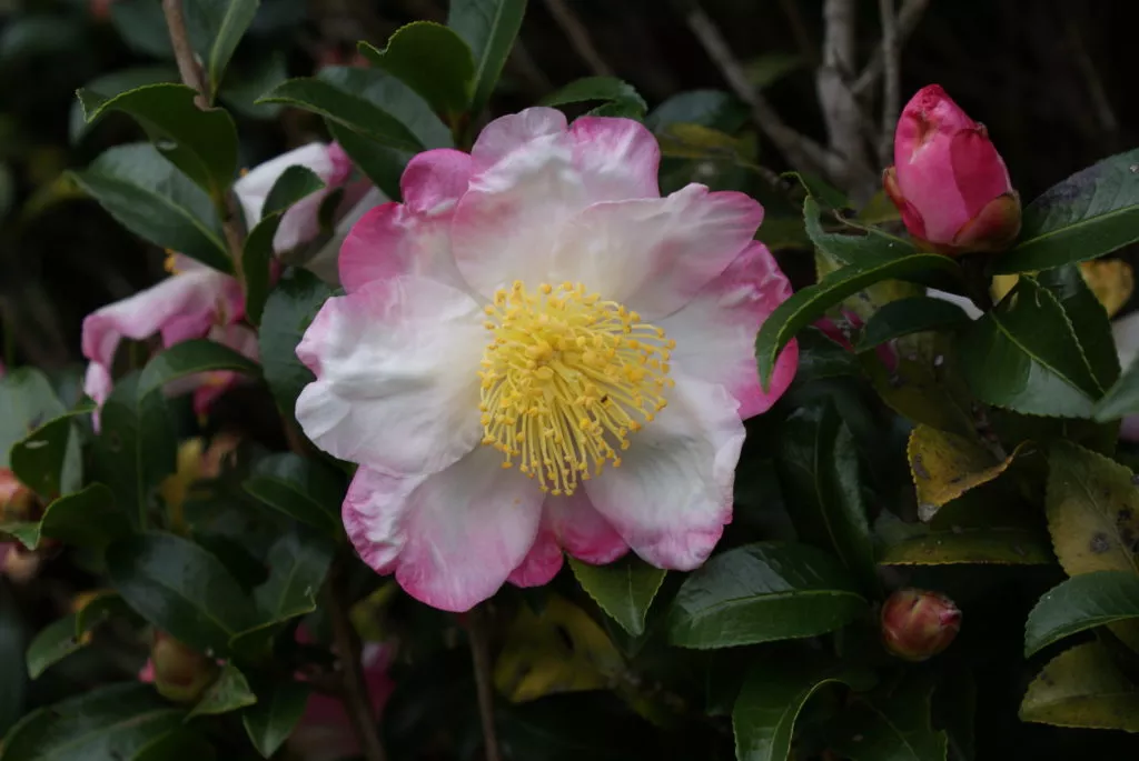 Camellia sasanqua ‘Hana Jiman’