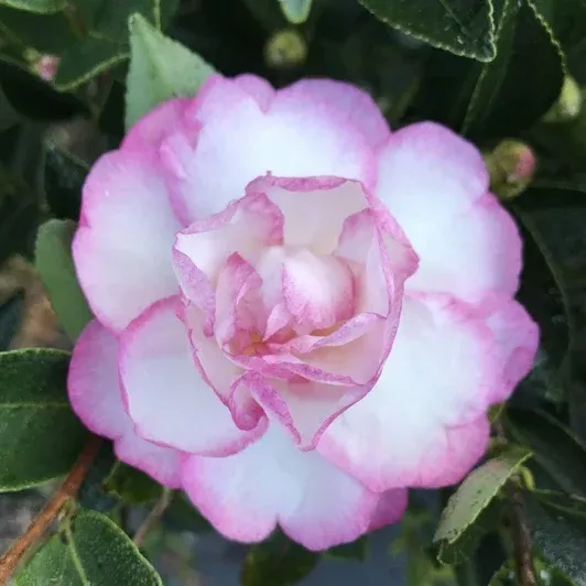 Camellia sasanqua ‘Moonshadow’