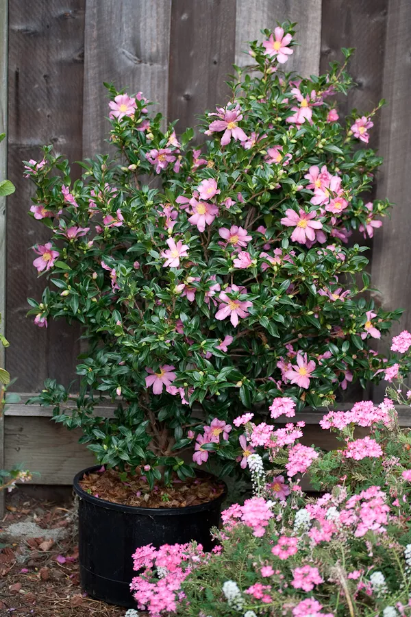 Camellia sasanqua ‘Slim ‘n Trim’